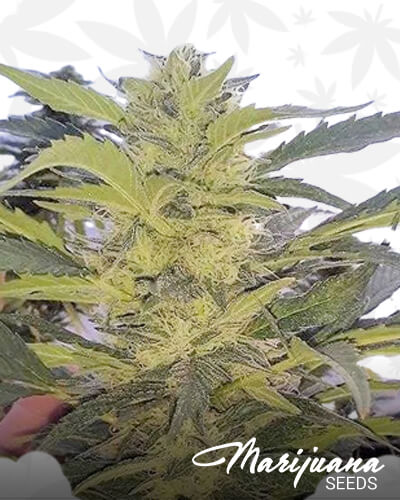 Grandma’s Double Stuffed Cookies 1