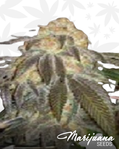 Grandoggy Purps