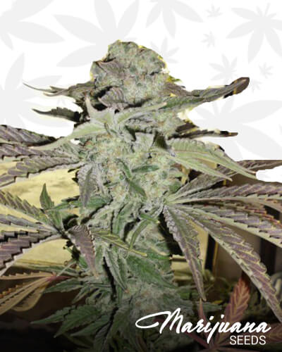 Grape 13 1