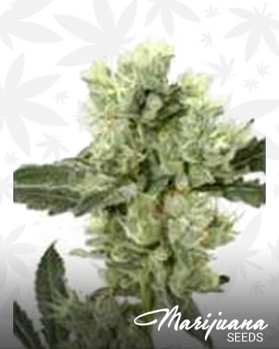 Grape Afghan Kush 1
