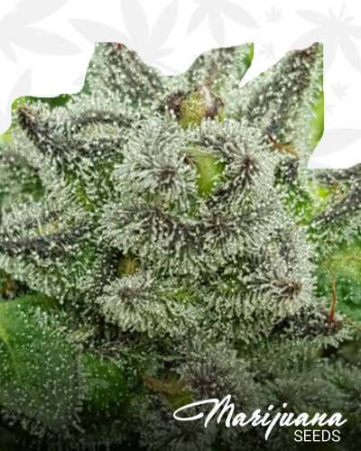 Grape Ape Cookies 1