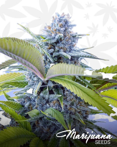 Grape Berry Hash Plant 12