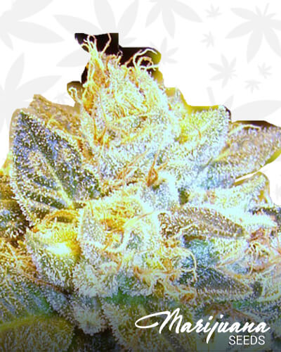 Grape Bubba Stomper V.1 1 1