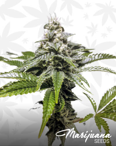 Grape Cough 1