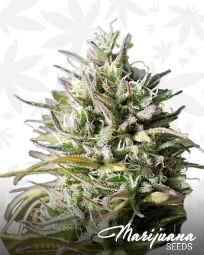 Grape Krush F3 1