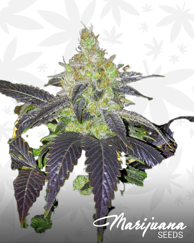 Grape Larry Lavender