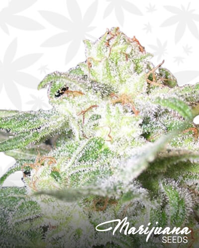 Grape Lemonaid Dawg 1