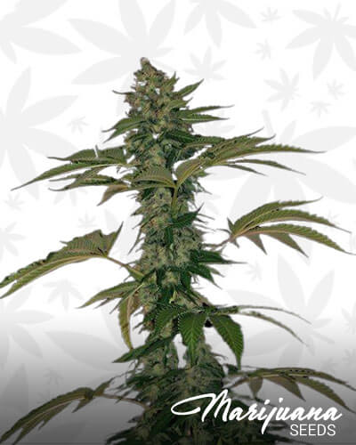 Grape Muerto 1