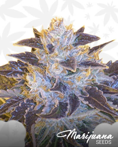 Grape OG 1