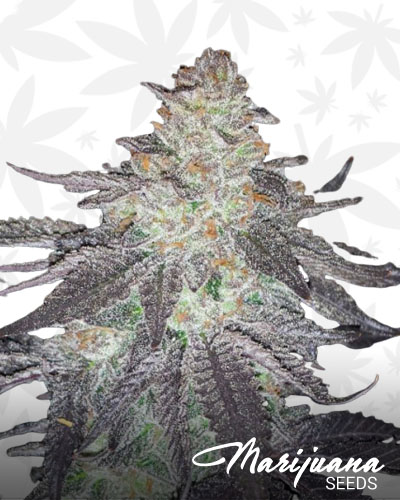 Grape Pie