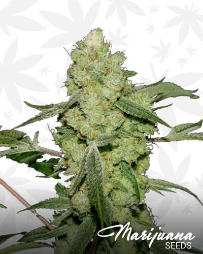Grape Punch 1