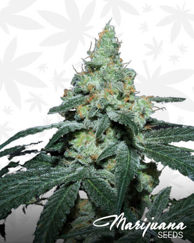 Grape Snow Cone 1
