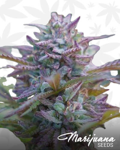 Grape Snow Train 1