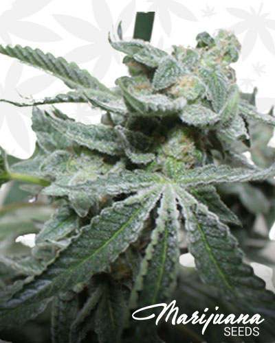Grape Stomper BX2