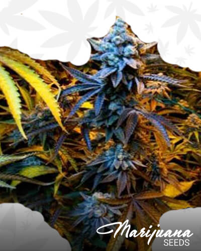 Grape Stomper x OG