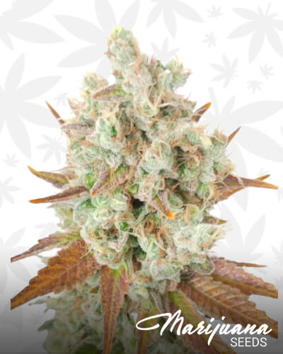 Grape Ultra 1