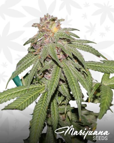 Grape Zkittlez 1