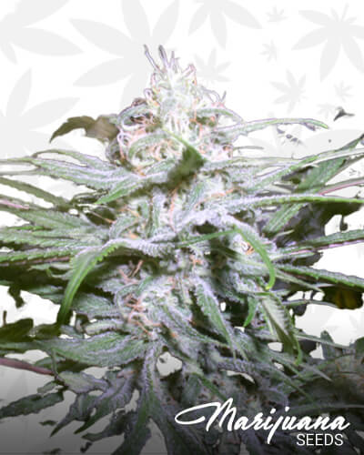 GrapeSkunk 1