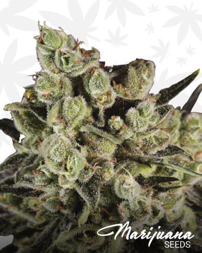 Grapefruit x SCBDx 1