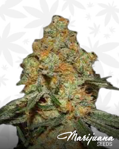 Grapefruit’matic 1