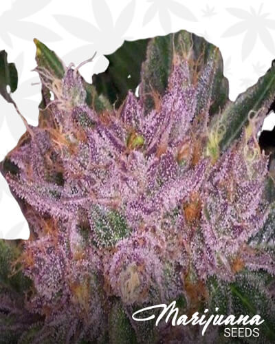 Grapekrush