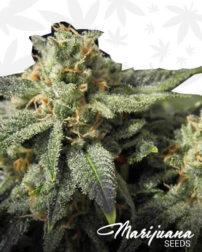 Grapist F2 1