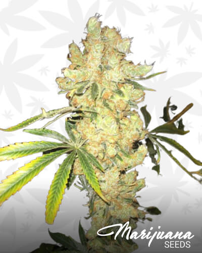 Grateful Grapefruit Skunk 1