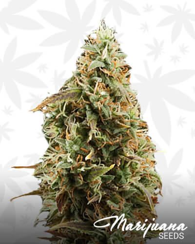 Green AK XL Automatic 4