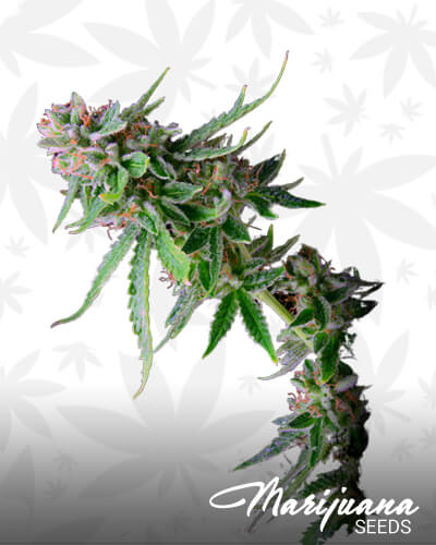 Green Alien 1 1