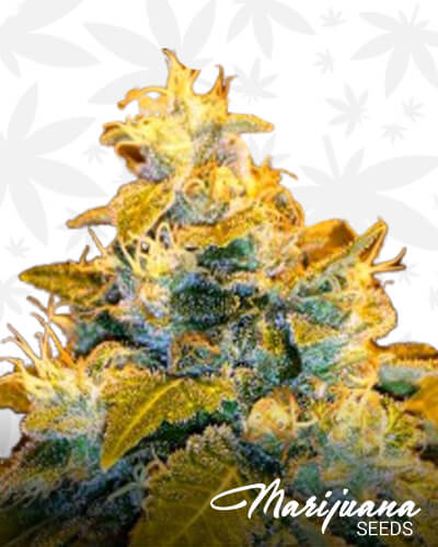 Green Bling 1