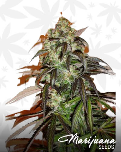 Green Bud 1