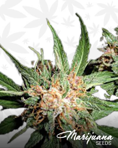 Green Crack Diesel 1
