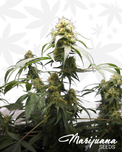 Green Crack Kush 1