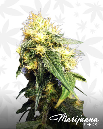 Green Crack S1 2