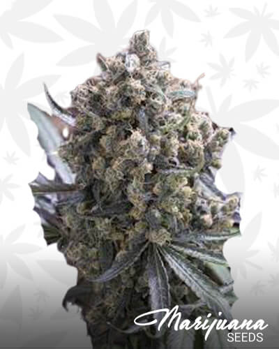 Green Crush 1
