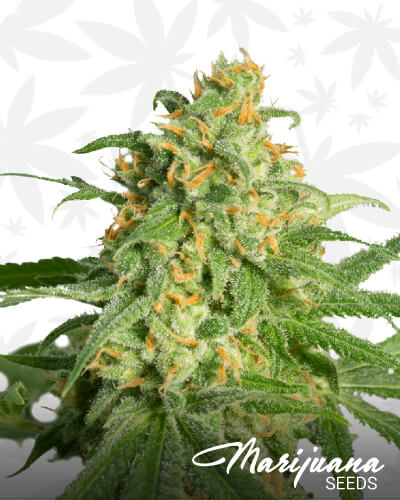 Green Cush 3