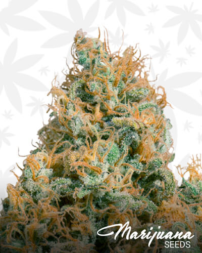 Green Cush CBD