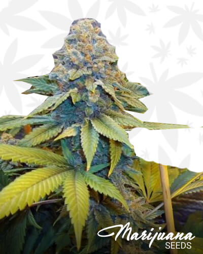 Green Demon OG