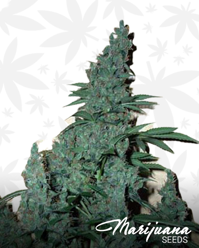 Green Devil