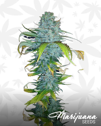 Green Hulk 1