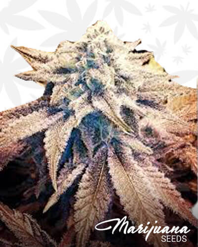 Green Kandy Crack 1