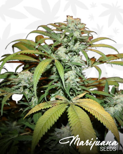 Green Manalishi 2