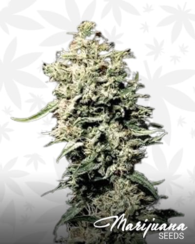 Green Medicine
