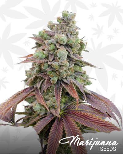 Green Mojo OG 1