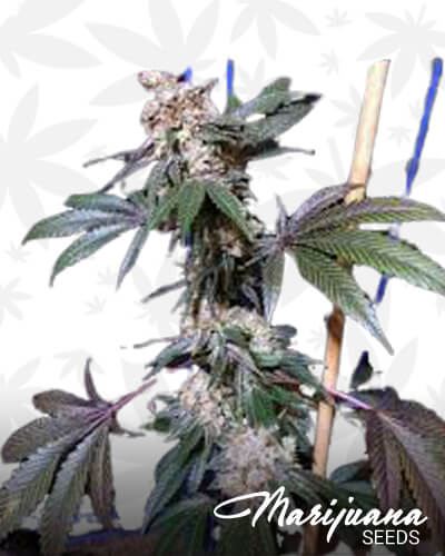 Green Monstar 1