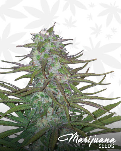 Green Mountain Grape