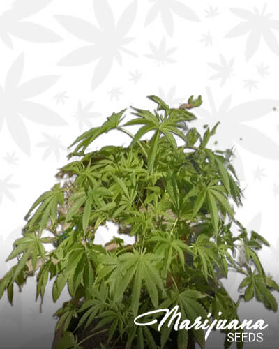 Green Mountain Indica
