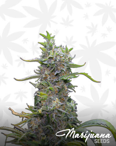 Green Power XL