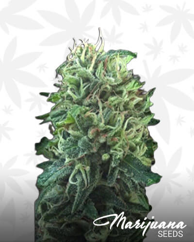 Green Scout Cookies
