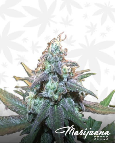 Green Smack